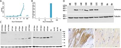 Acheron/Larp6 Is a Survival Protein That Protects Skeletal Muscle From Programmed Cell Death During Development